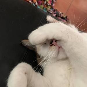 Meet your Posher, Monty